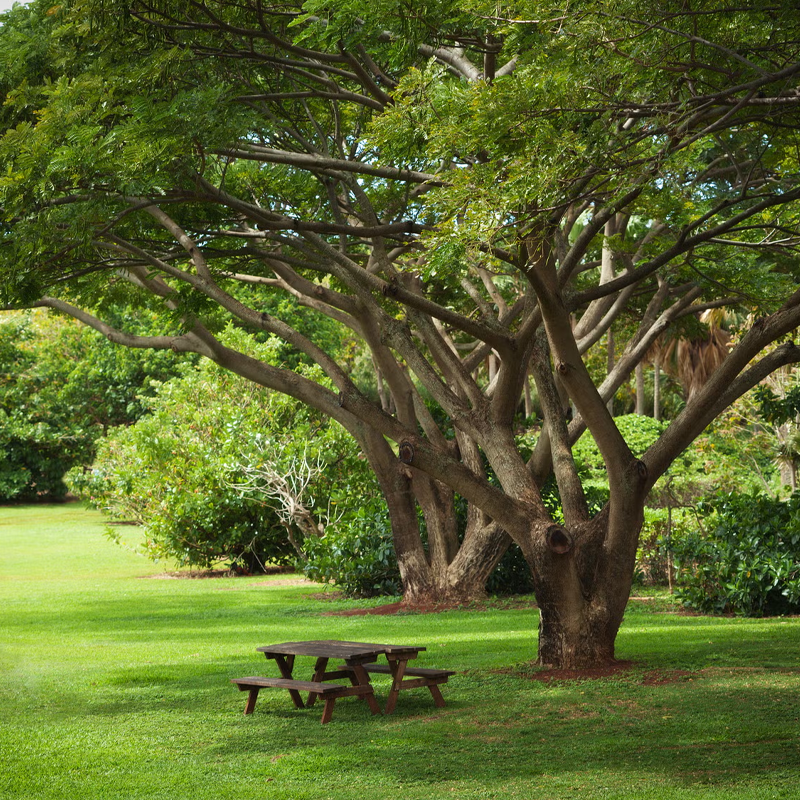 Trees & Shade Plants