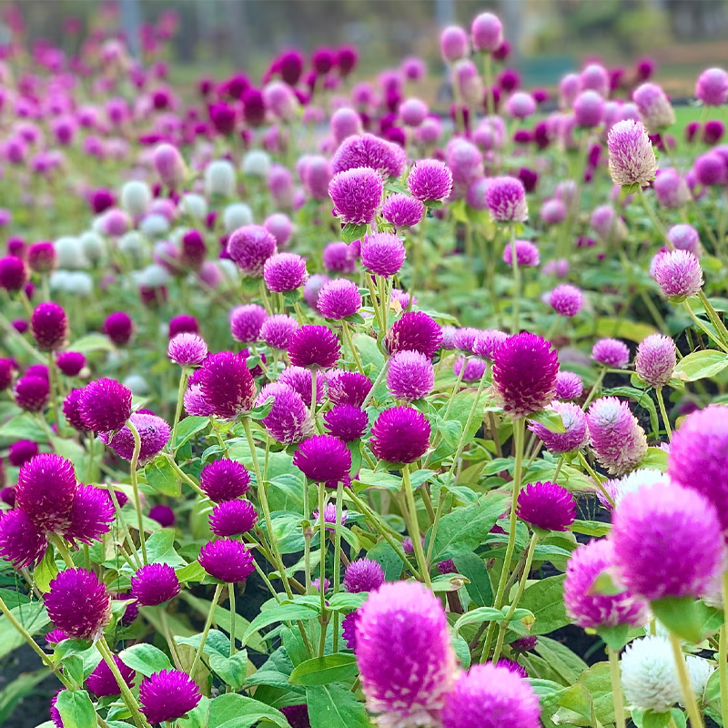 Flowering Plants