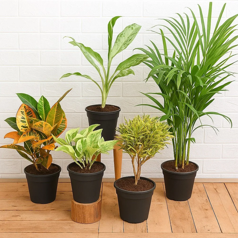 Indoor Plants