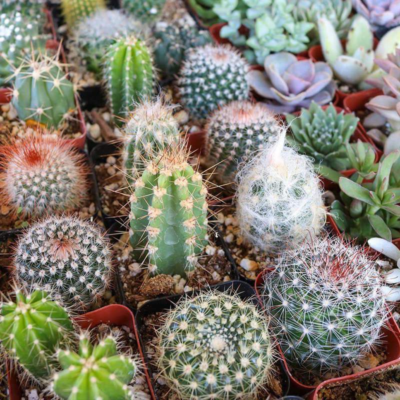 Succulents & Cacti