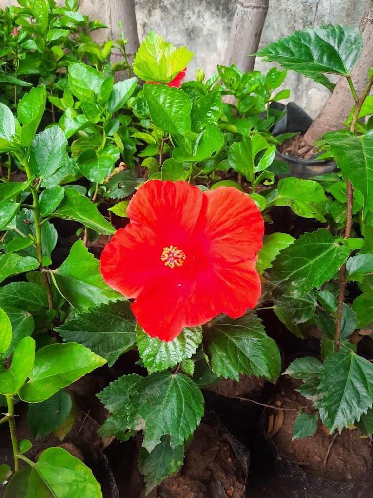 Nursery Tour