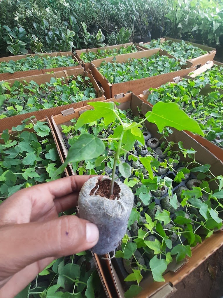 Nursery Tour