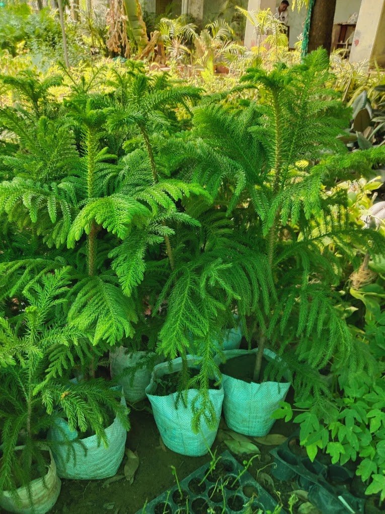 Nursery Tour
