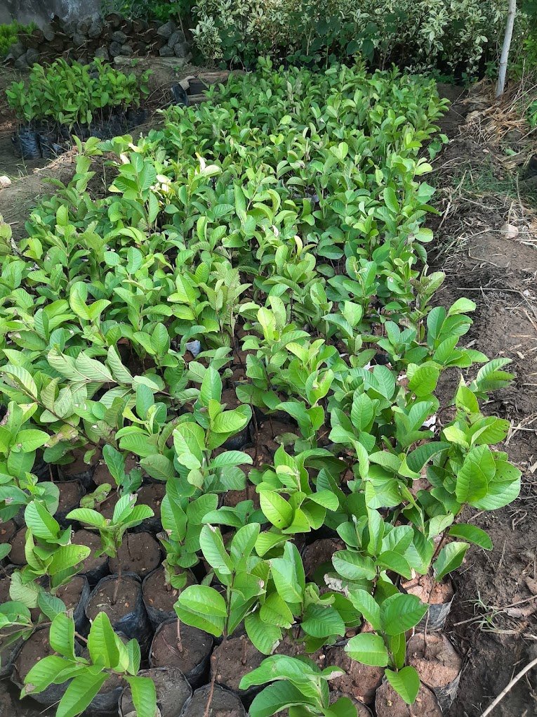 Nursery Tour