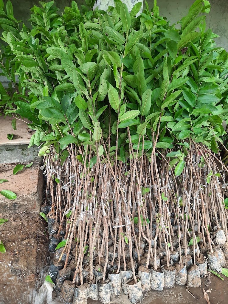 Nursery Tour