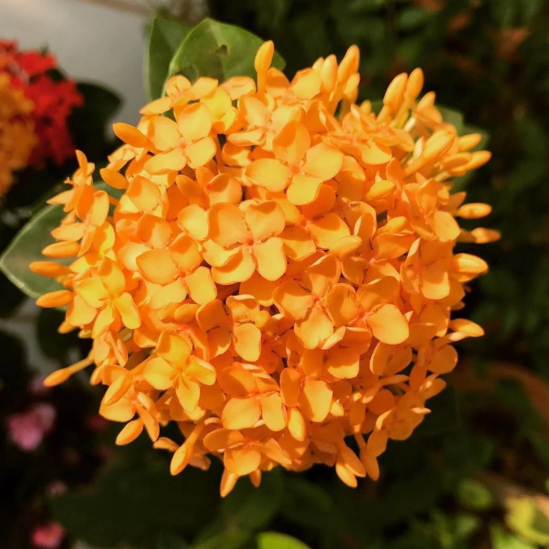 Ixora | इक्सोरा