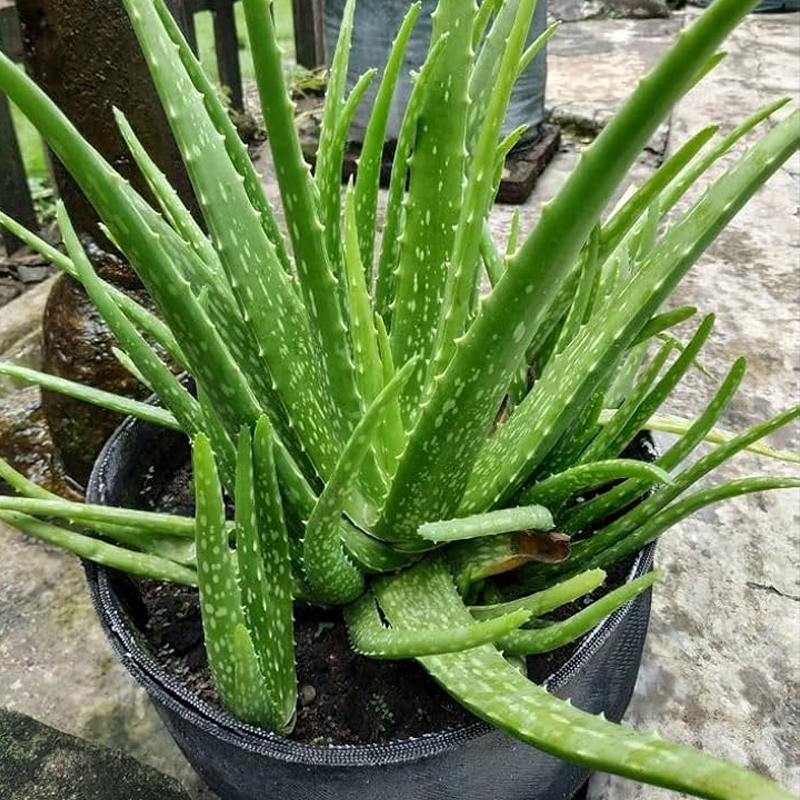 Aloe Vera | घृतकुमारी / एलोवेरा