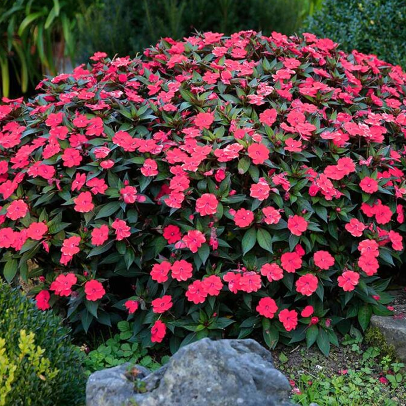 Impatiens | इम्पेशन्स