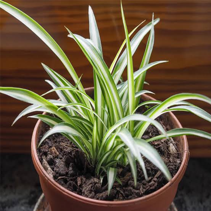 Spider Plant | स्पाइडर प्लांट