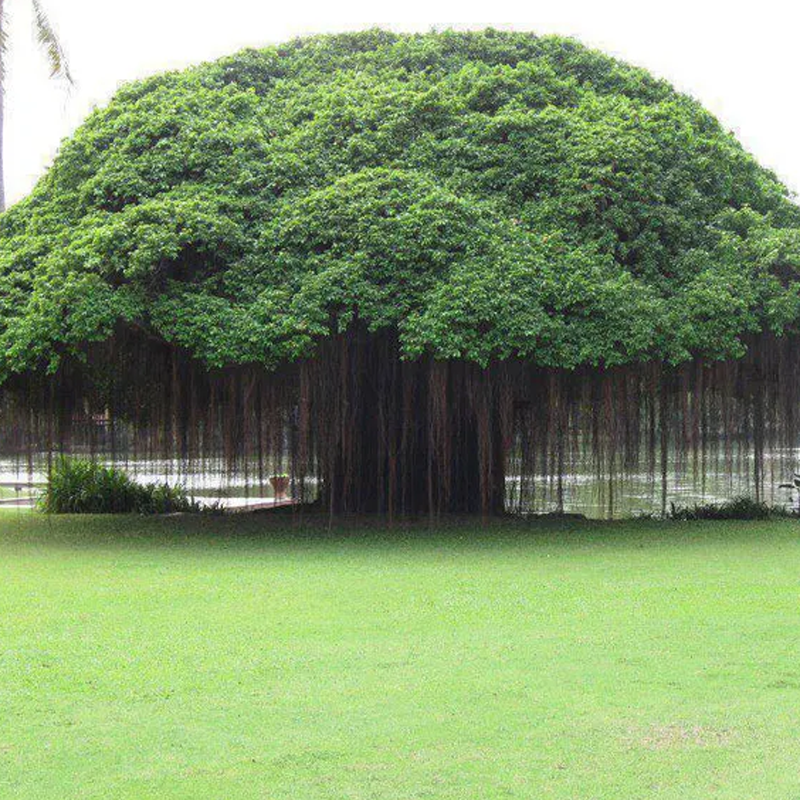 Banyan Tree