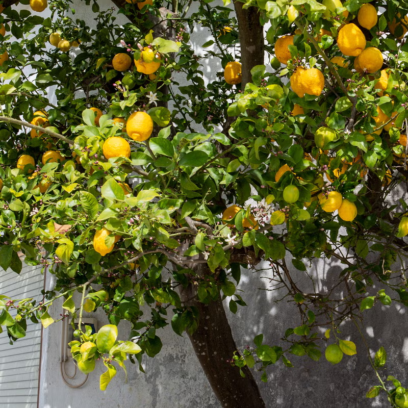 Lemon Tree | नींबू