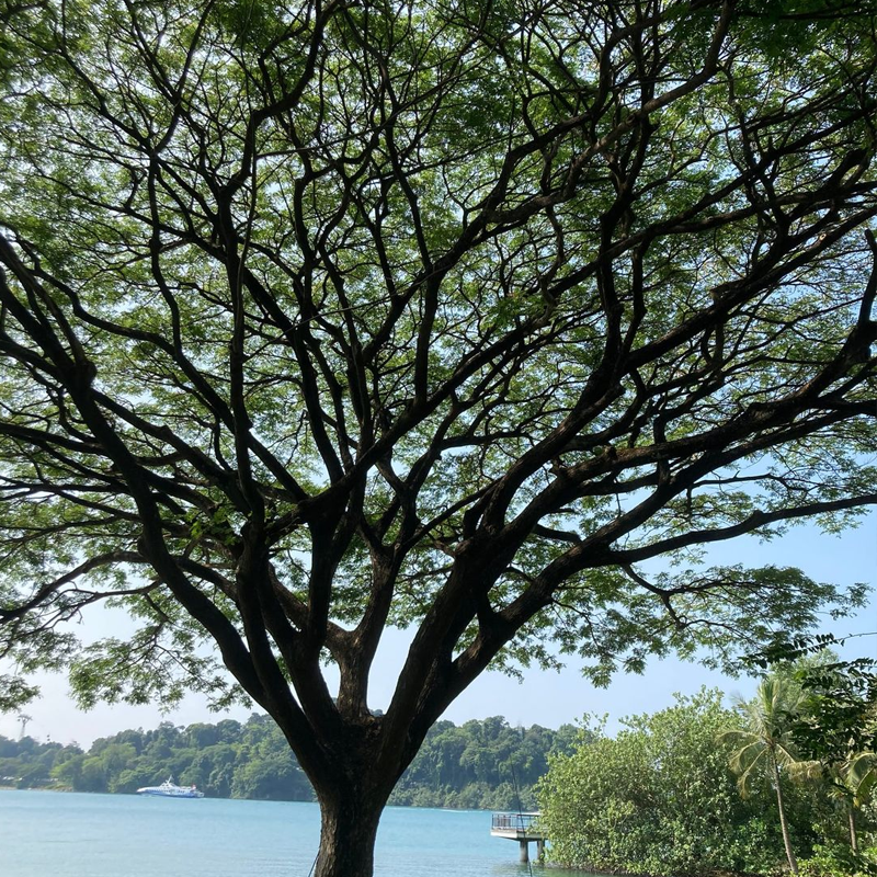 Rain Tree | रेन ट्री / वर्षा वृक्ष