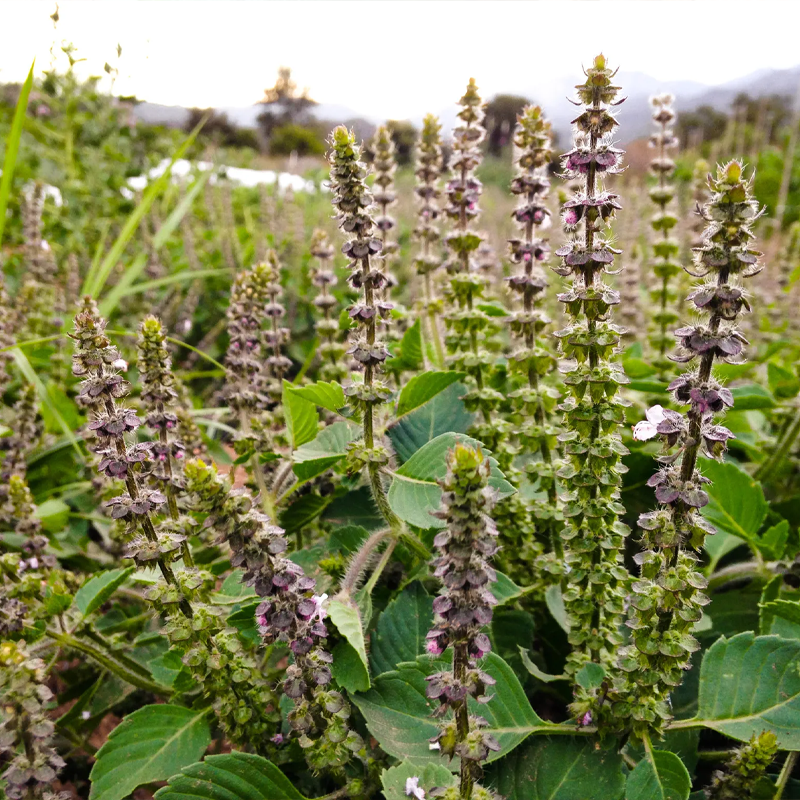 Tulsi (Holy Basil) | तुलसी