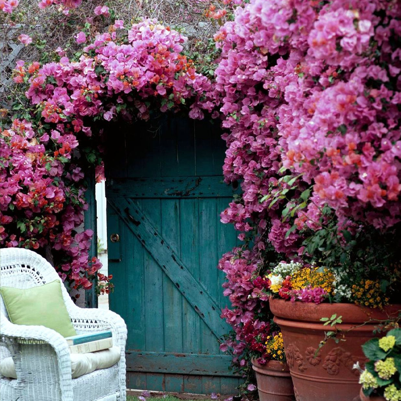 Bougainvillea | बोगनवेलिया