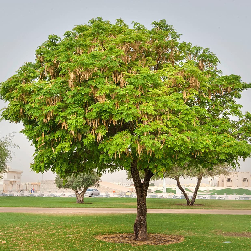 Siris Tree | सिरस