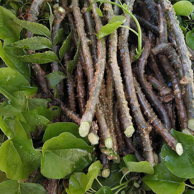 Giloy (Guduchi) | गिलोय / गुडूची