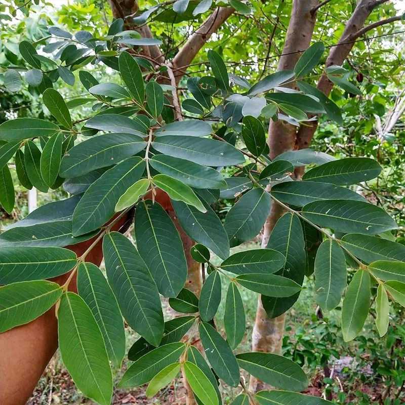 Arjun Tree | अर्जुन