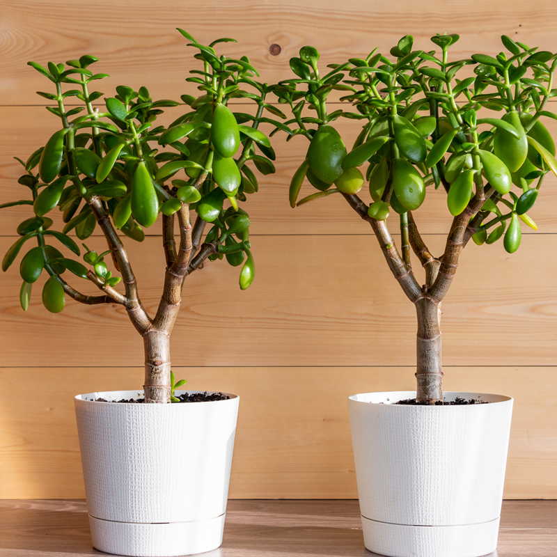 Jade Plant | जेड प्लांट