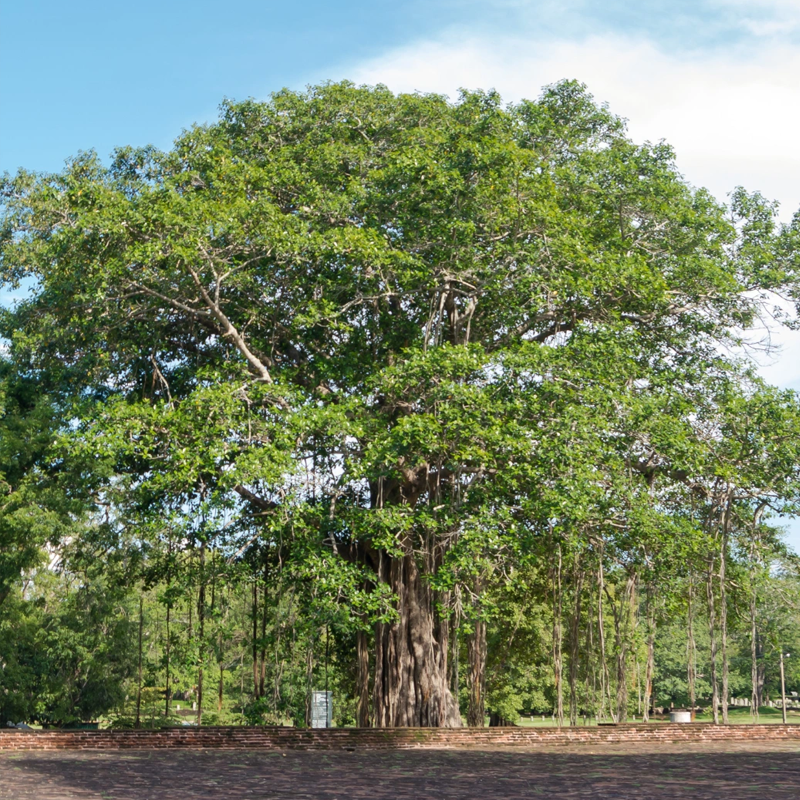 Peepal Tree | पीपल