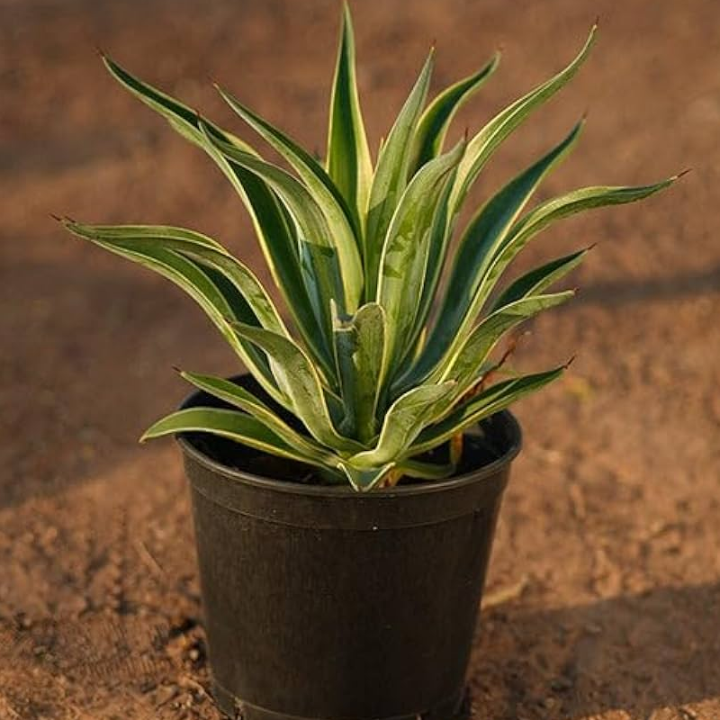 Agave | अगावे