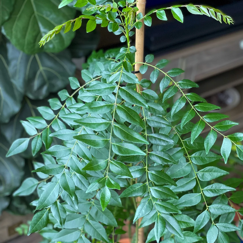 Curry Leaf | करी पत्ता / मीठा नीम