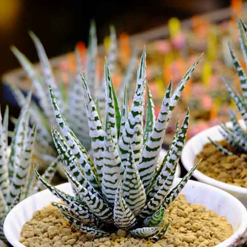 Zebra Haworthia