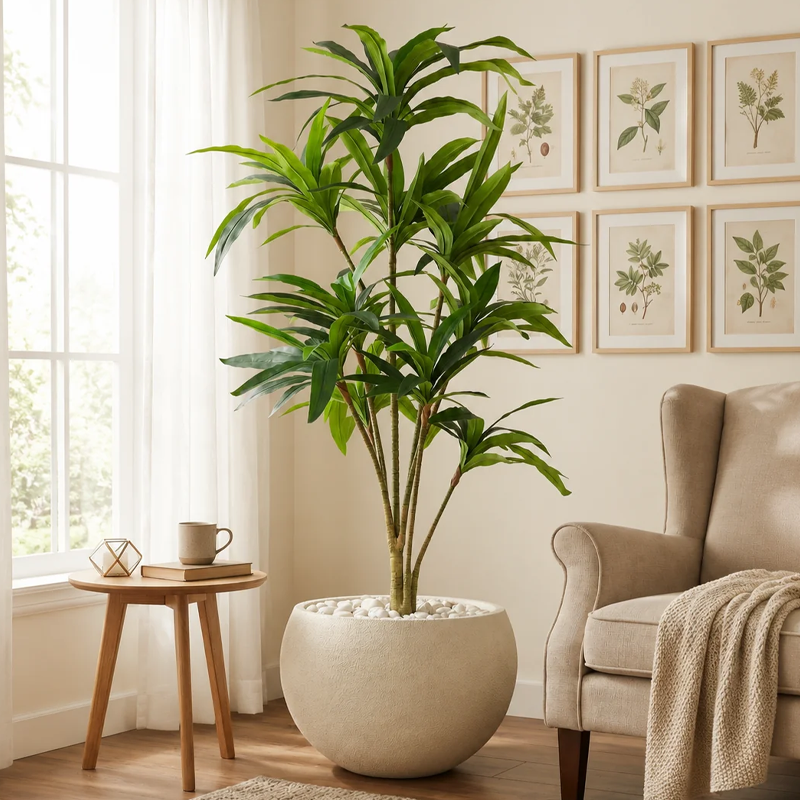 Dracaena | ड्रेसीना