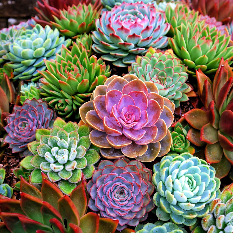Echeveria | एचेवेरिया