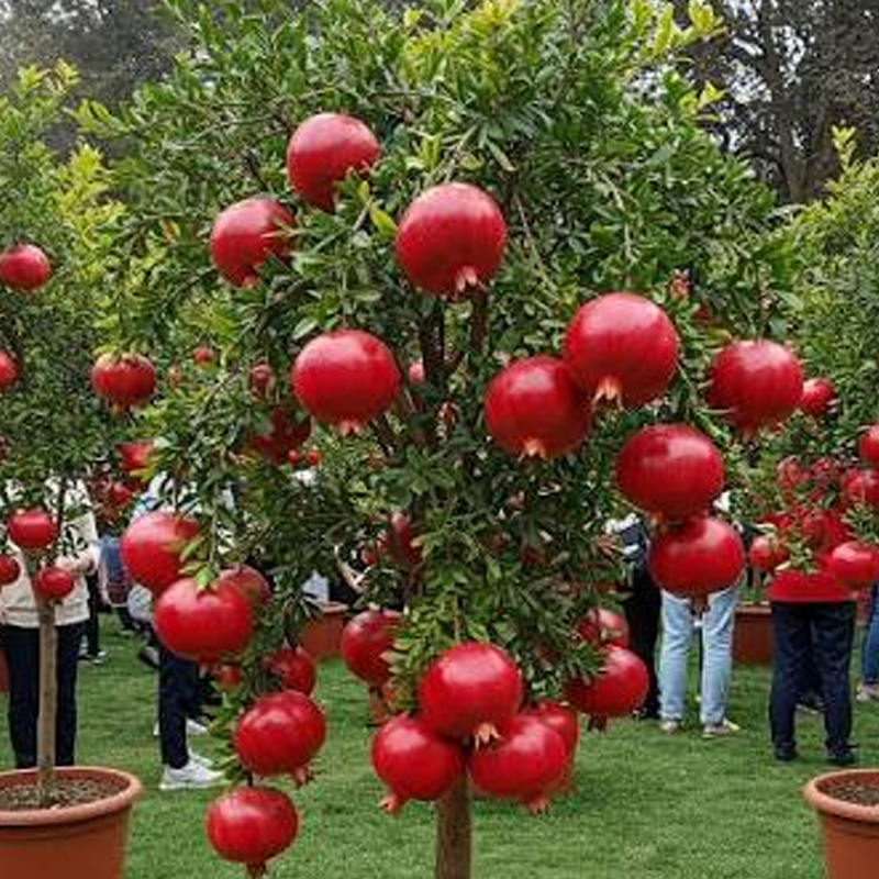 Pomegranate Tree | अनार