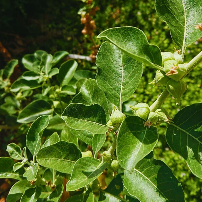 Ashwagandha | अश्वगंधा