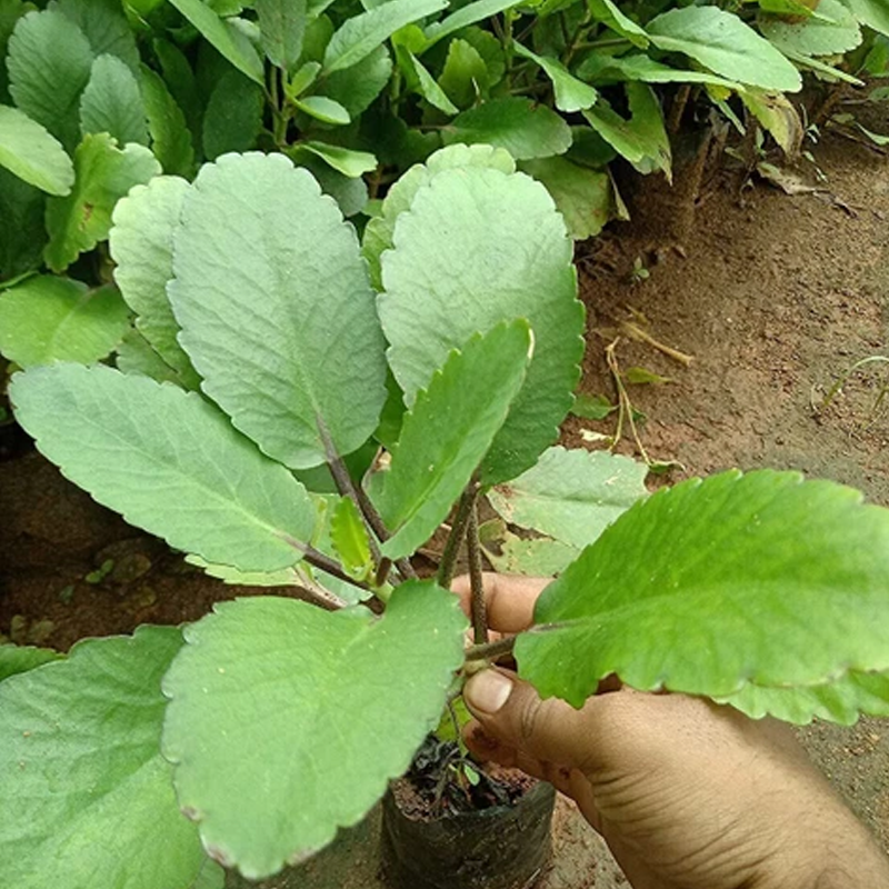 Patharchatta | पत्थरचट्टा