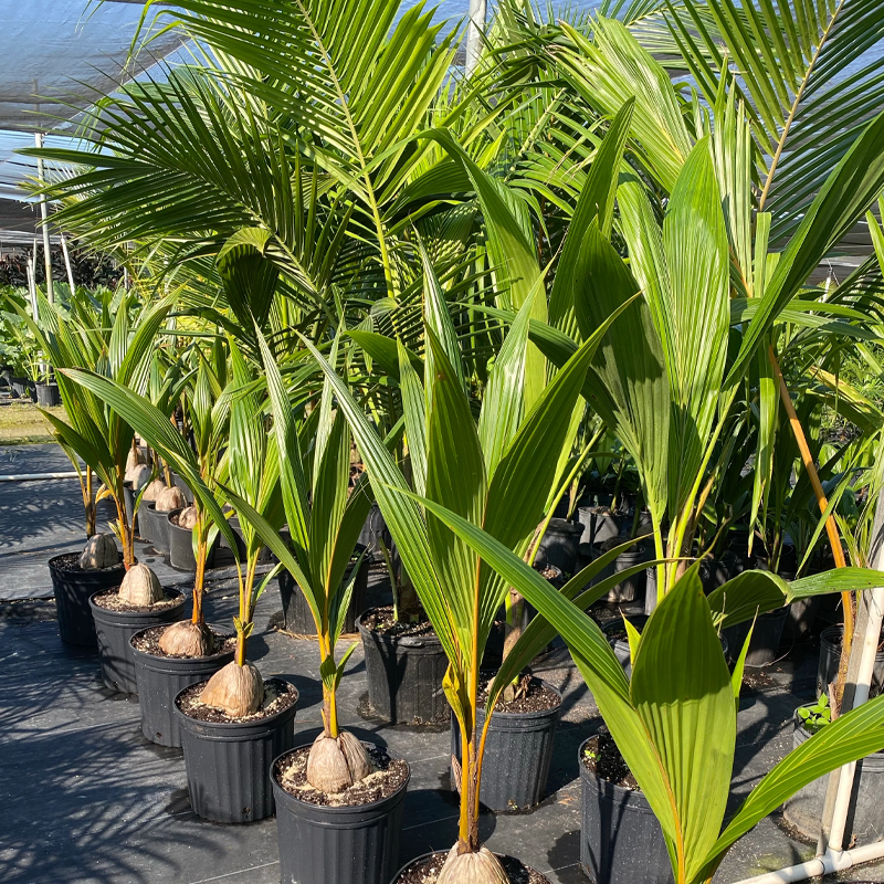 Coconut Palm | नारियल