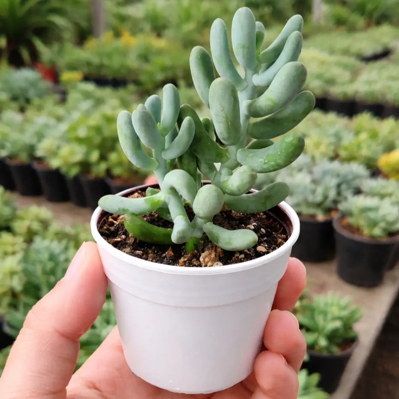 Sedum | सेडम
