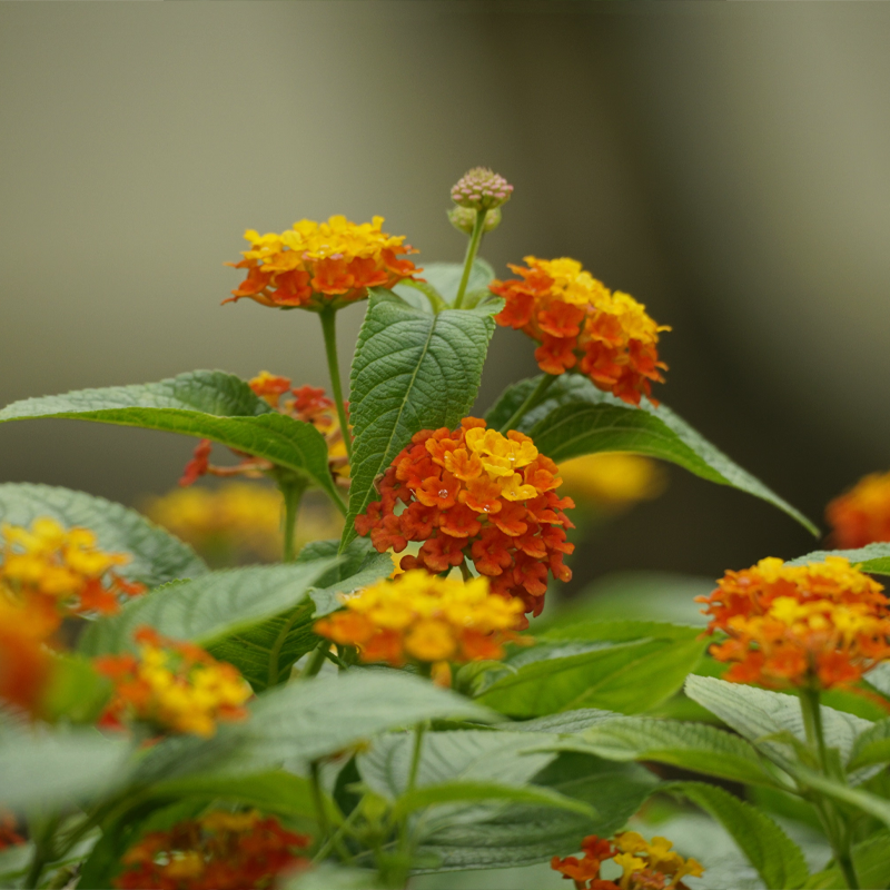 Lantana | लैंटाना