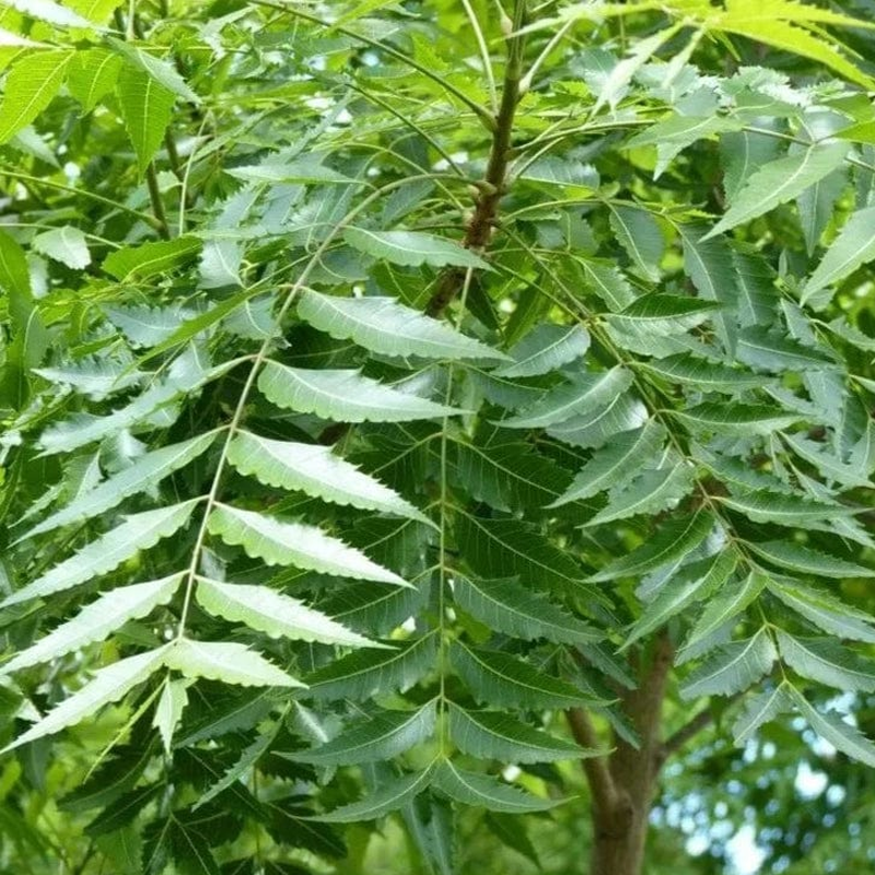 Neem Tree | नीम