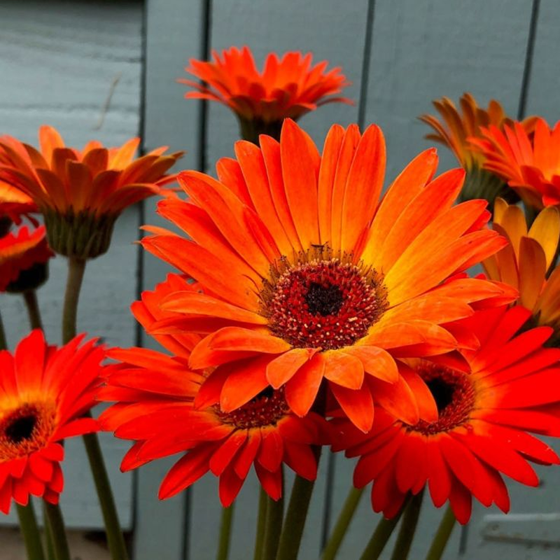 Gerbera | जरबेरा