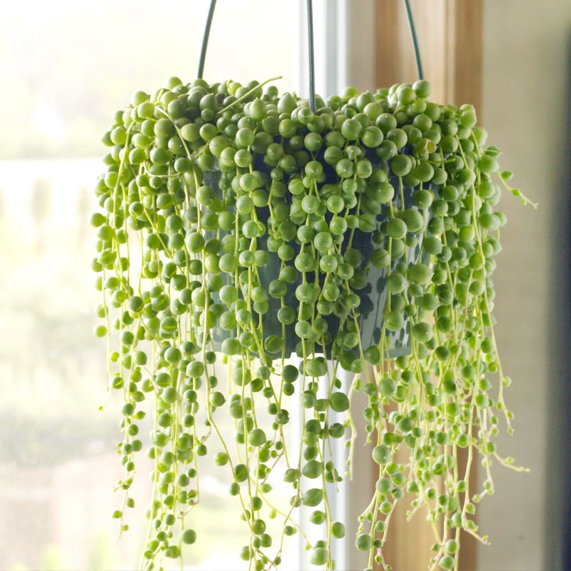String of Pearls | मोतियों की लड़ी