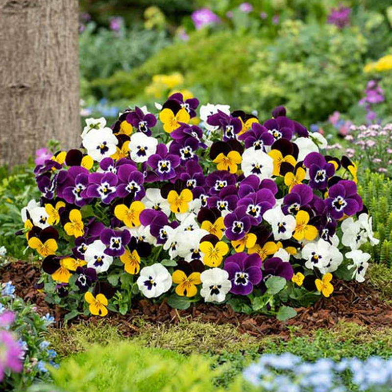 Pansy | पैंसी