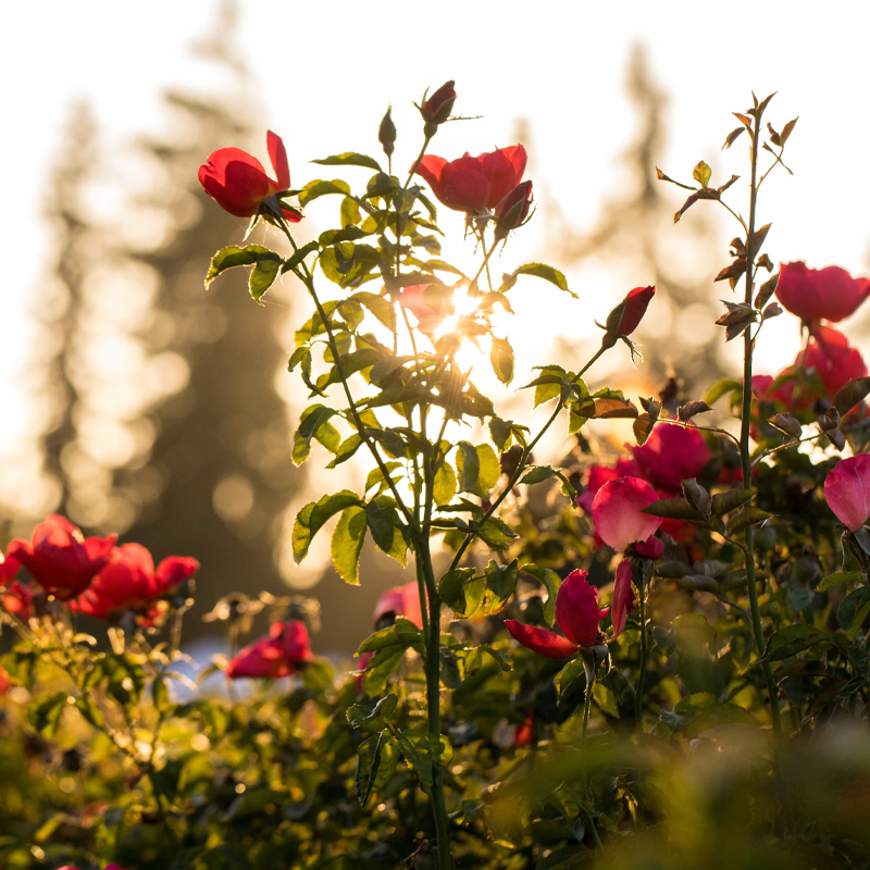 Rose | गुलाब