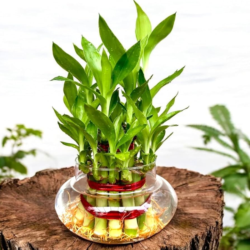 Lucky Bamboo | लकी बैम्बू