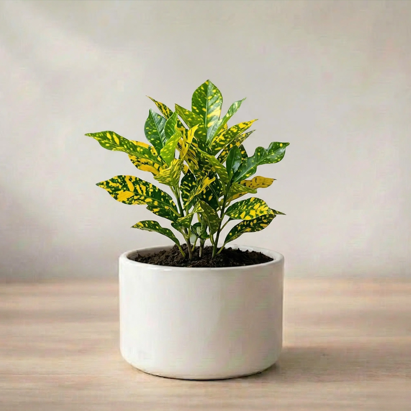 Croton | क्रोटन