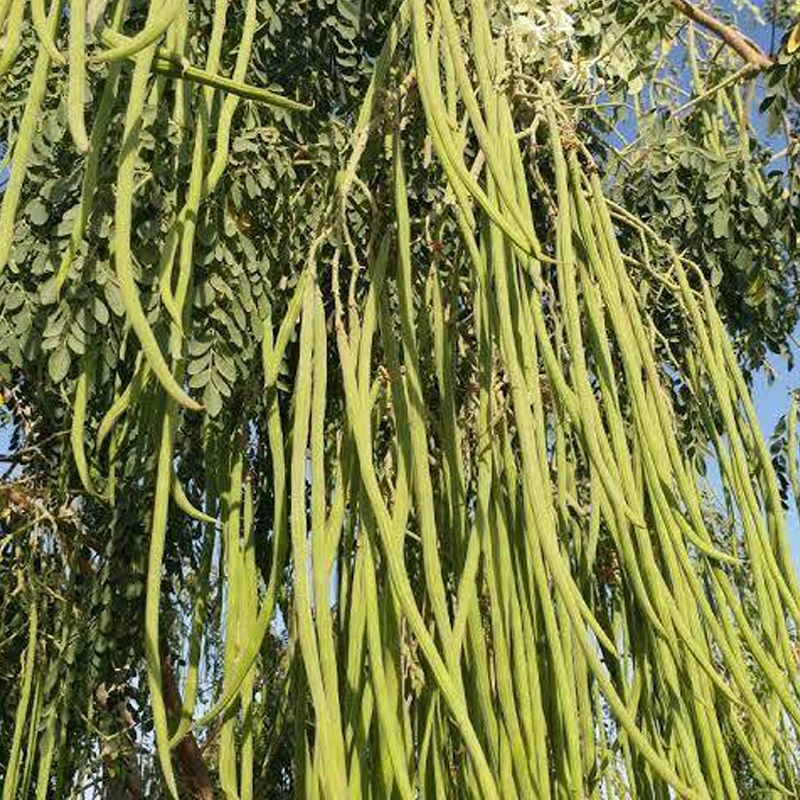 Drumstick Tree | सहजन