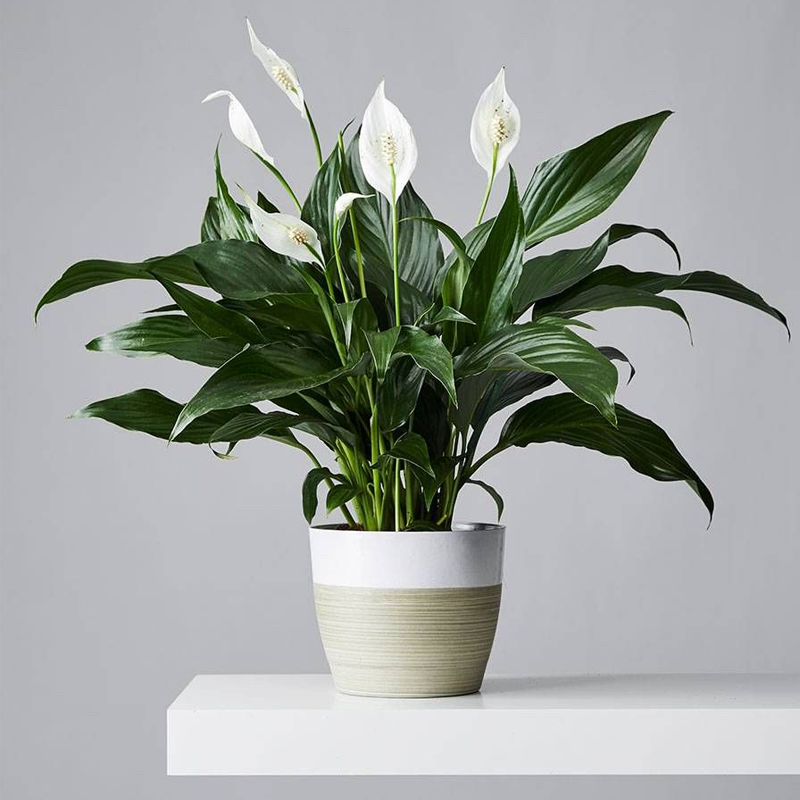 Peace Lily | पीस लिली