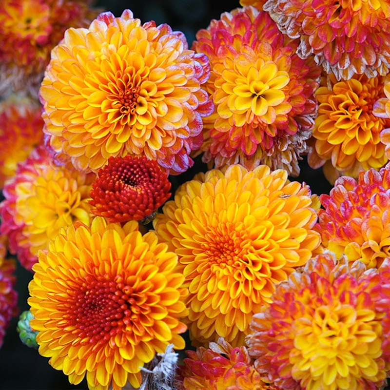 Chrysanthemum | गुलदाउदी
