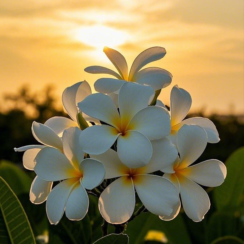 Plumeria | चंपा