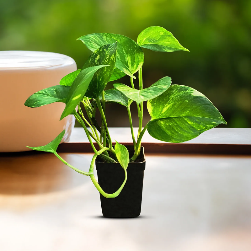 Money Plant | मनी प्लांट