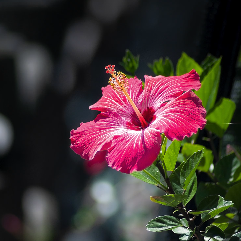 Hibiscus | गुड़हल